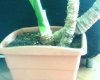 IMG0045A.jpg