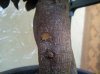 corteccia ficus.jpg