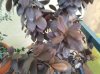 foglie ficus2.jpg