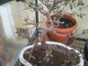 zelkova.jpg