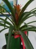 guzmania 003.jpg