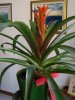 guzmania 004.jpg