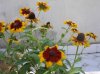 fiori1.jpg fiori1.jpg