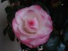 DSC02250.jpg