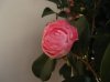 DSC02247.jpg