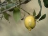 limone.jpg