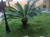 cycas.jpg