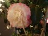 DSC02255.jpg