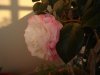 DSC02266.jpg