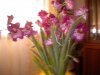 foto orchidea 002.JPG