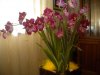 foto orchidea 001.JPG