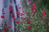 DSC_0540.JPG