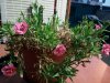 img20170502_214456.jpg