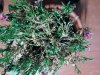 img20170502_214306.jpg