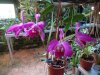 cattleya lawrenceana 2 .JPG