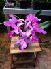 cattleya lawrenceana.JPG