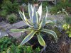 agave-americana-variegata.jpg