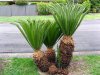 piante-cycas_NG4.jpg