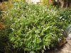 Hebe stricta 2.jpg