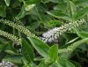 hebe stricta 3.jpeg