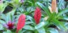 how-grow-bromeliads-8.jpg