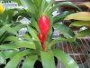 red-sword-bromeliad.jpg