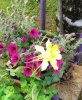 IMG_20170512_170129.jpg