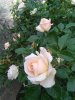 IMG_20170512_095241.jpg