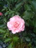 IMG_20170512_190350.jpg