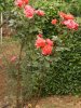 Rosa cancelletto 2015.JPG