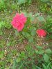 IMG_20170512_190705.jpg
