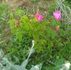 IMG_20170512_190716.jpg