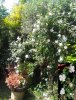 IMG_20170513_150048.jpg