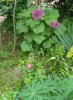 IMG_20170513_134716.jpg