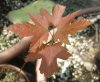 ACER SACCHARINUM 1 (Medium).JPG
