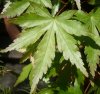 ACER PALMATUM - Copia.JPG