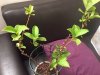 dIPLADENIA.jpg