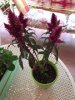 thumbnail_IMG_0455.jpg