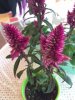 thumbnail_IMG_0457.jpg