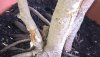ficus 4.jpg