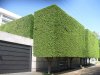 ficus-benjamina-sementes-para-mudas-topiaria-e-cerca-viva-D_NQ_NP_497911-MLB20656709132_042016-F.jpg