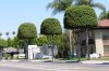 ficus-benjamina-sementes-para-mudas-topiaria-e-cerca-viva-D_NQ_NP_536911-MLB20656709173_042016-F.jpg