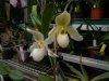 paphiopedilum deperle - Copia.JPG