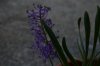 muscari evoluzioe.jpg