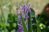 muscari evol.jpg