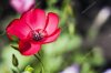 depositphotos_48677097-stock-photo-red-flower-a.jpg