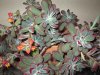 echeveria-pulvinata.jpg