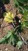 P_20170525_104511-1152x2048.jpg