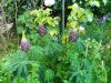 IMG_20170519_181016.jpg