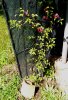 IMG_20170526_105723.jpg